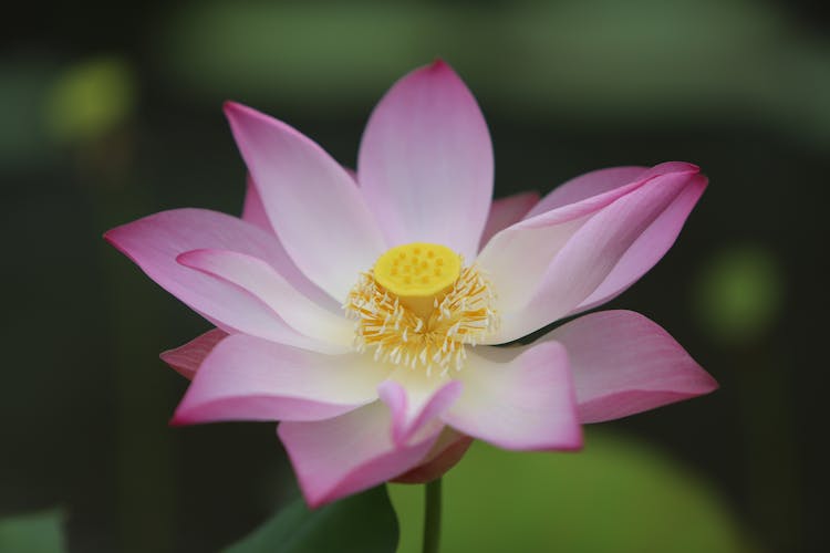 Close Up Photo Of A Sacred Lotus