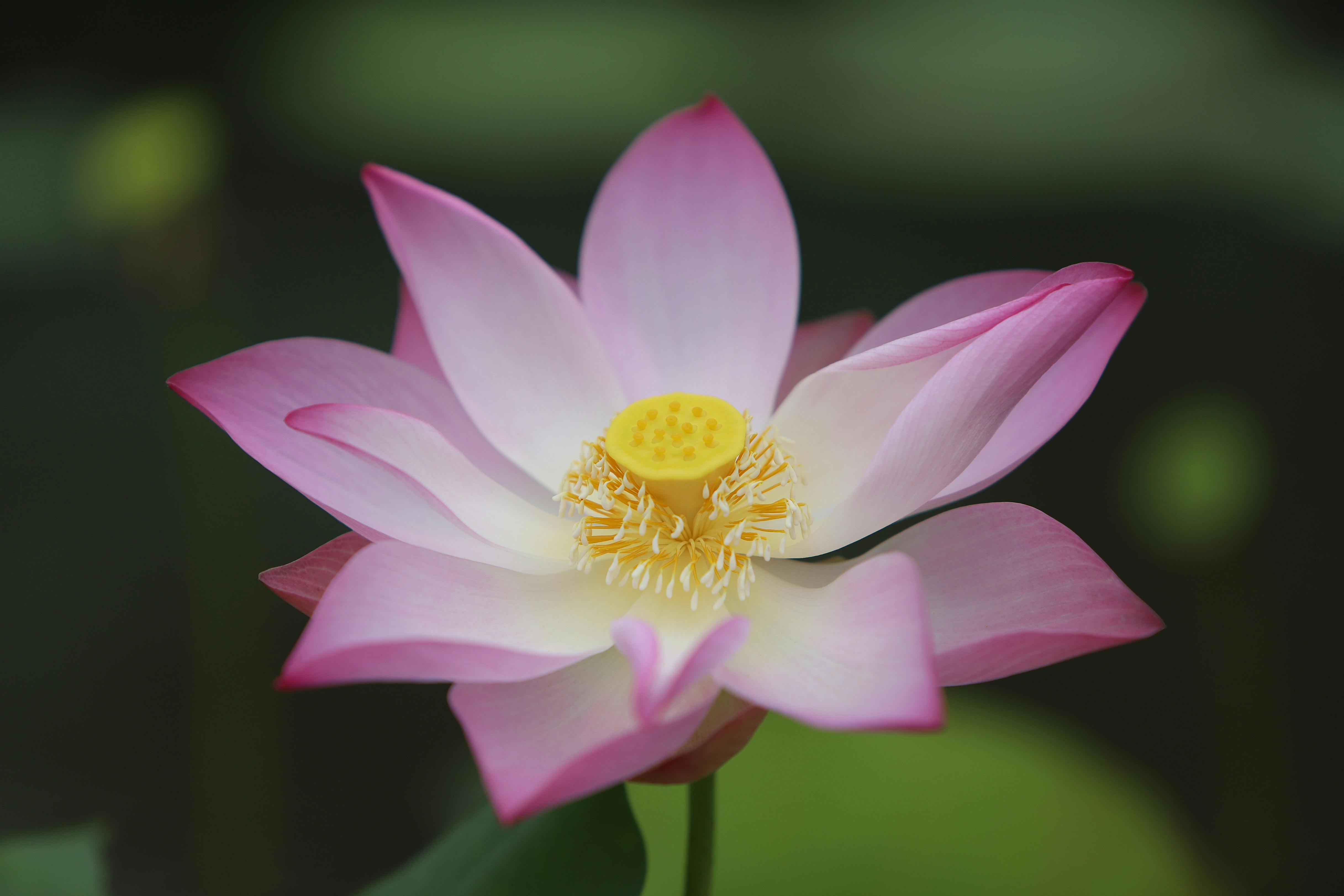 300.000+ melhores imagens de Flor De Lótus Branca · Download 100% grátis ·  Fotos profissionais do Pexels