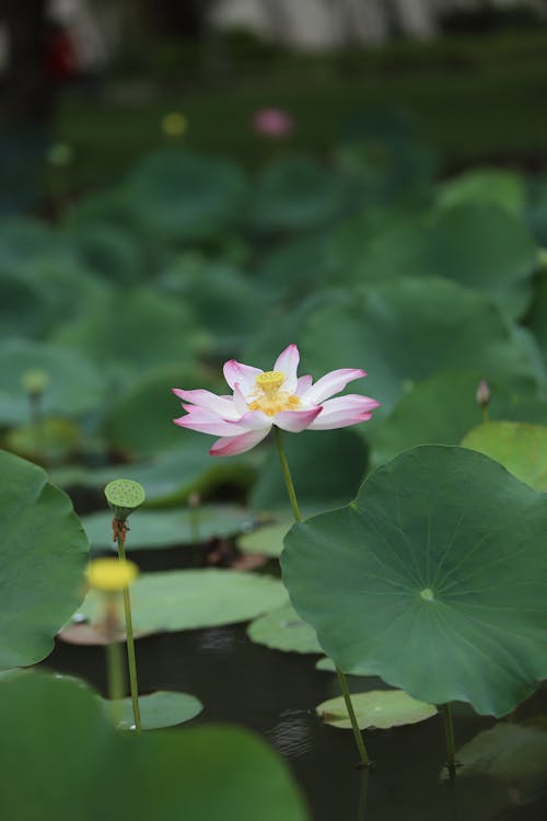 Lotus Flower in Bloom