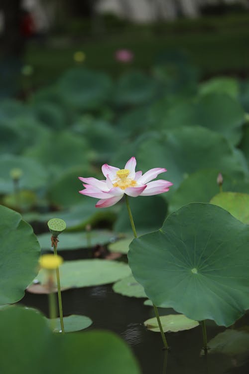 Foto d'estoc gratuïta de aigua, brots de flors, enfocament selectiu