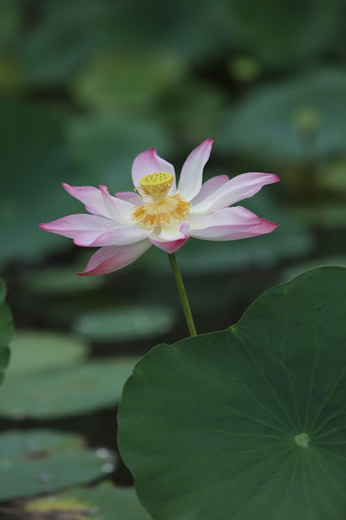 Sacred Lotus Flower on the Pond 