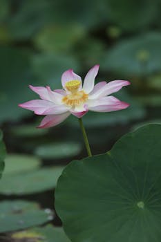 A single lotus flower blooming in a tranquil pond, surrounded by lush green leaves.