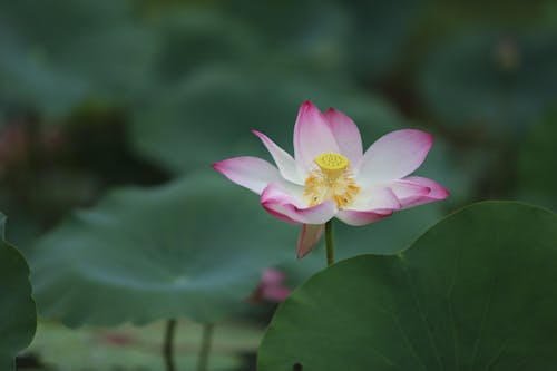 Close-Up Shot of a White Lotus Flower in Bloom