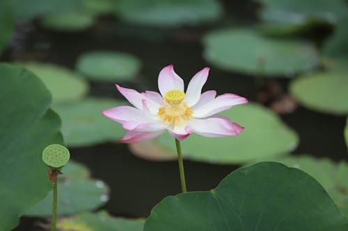 Blooming Pink Lotus Flower on the Pond