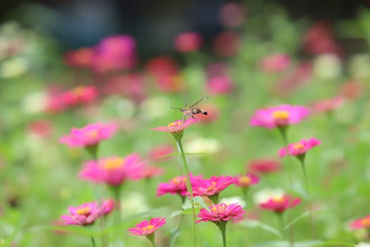 Close-up of a bee perched on a pink zinnia flower in a sunny garden setting.