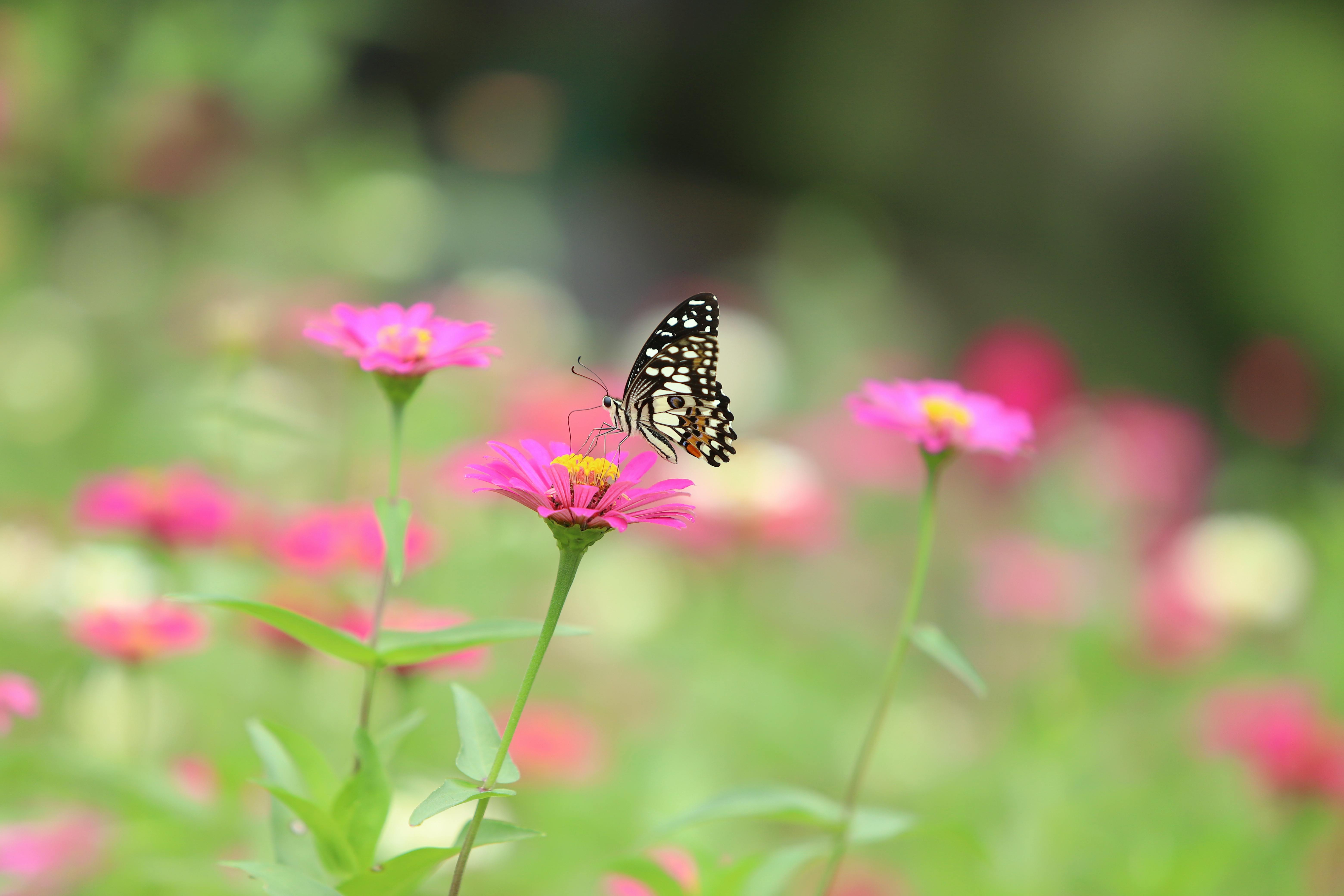 Close-up of a butterfly perched on a pink zinnia flower with a blurred garden background.