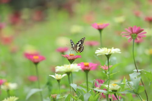 무료 곤충, 꽃, 꽃잎의 무료 스톡 사진