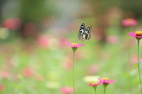 A Butterfly Perched on a Flower