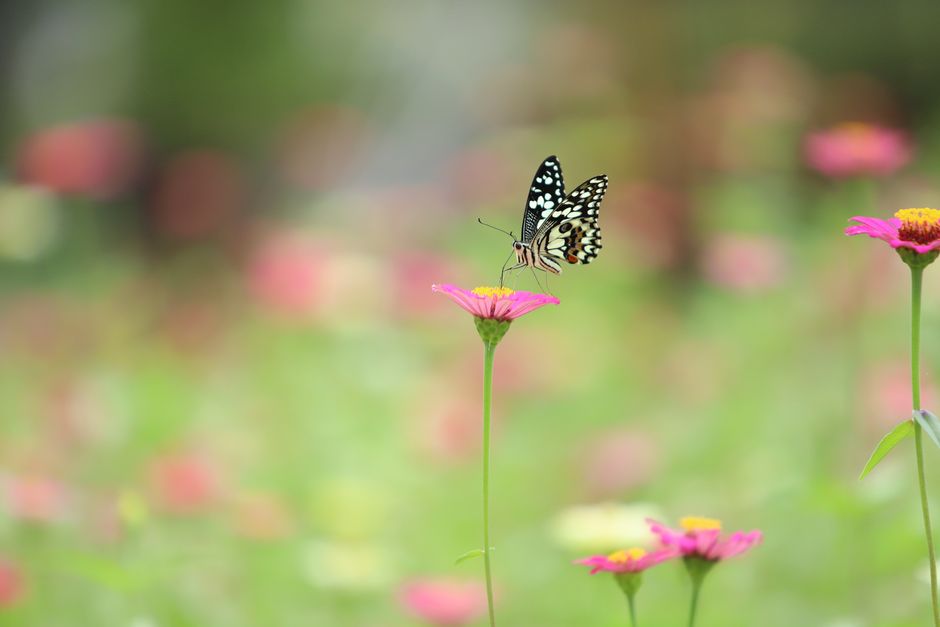 Choosing the Right Plants for Your Garden