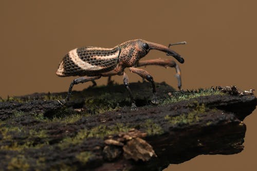 Free Foto stok gratis beetle, fotografi serangga, makro Stock Photo