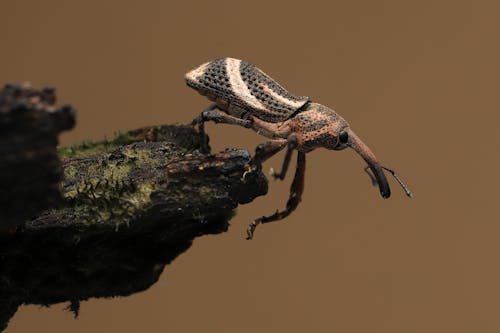 Macro Shot of a Brown Beetle on a Wood