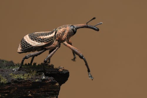 Macro Shot of a Brown Beetle on a Wood