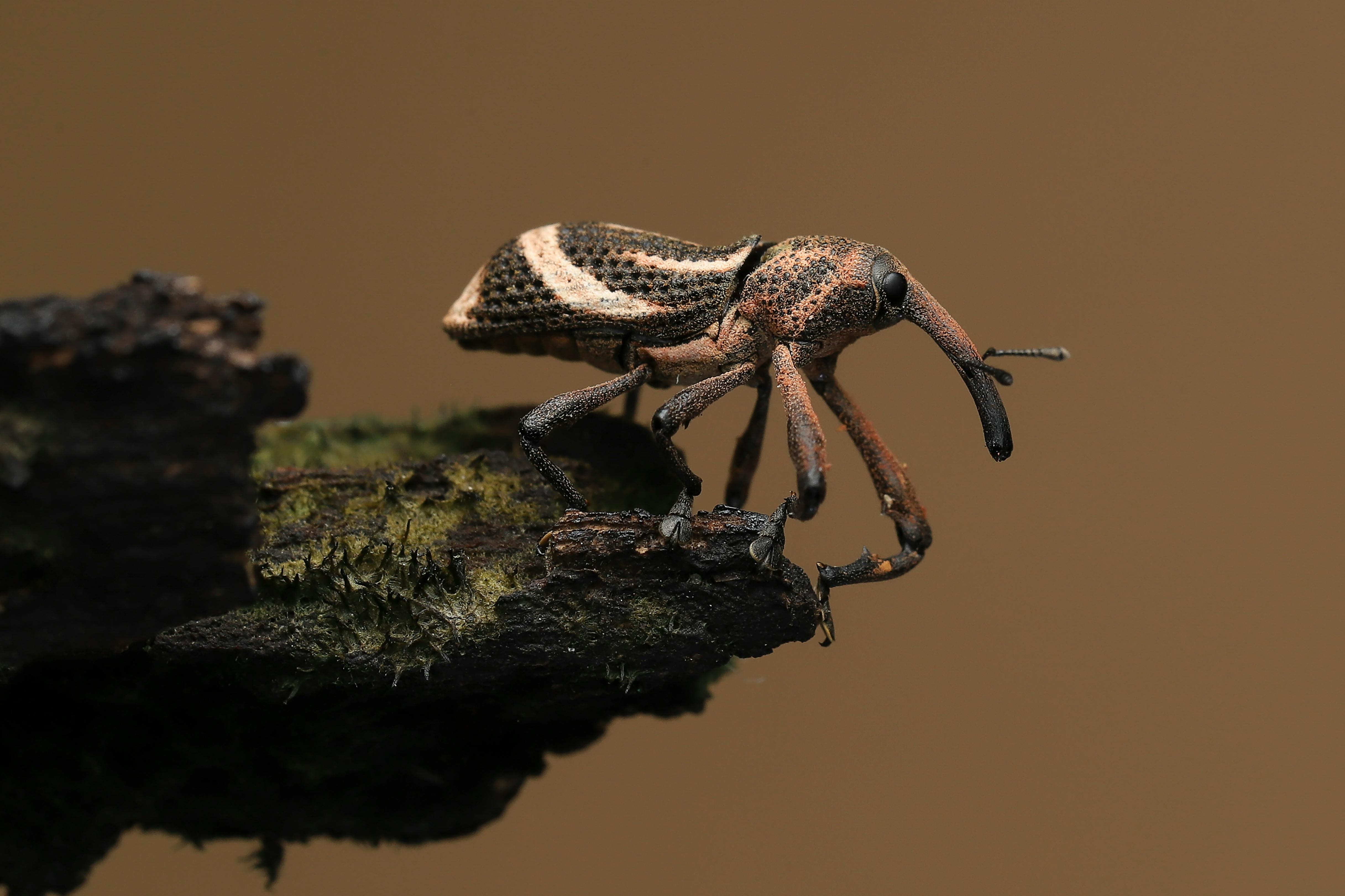 Detailed macro shot capturing a weevil perched on a mossy branch, showcasing nature's intricate details.