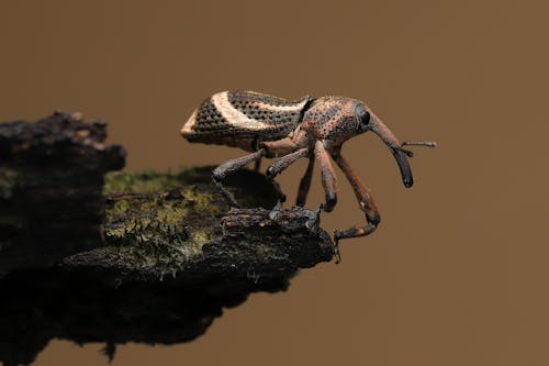 Macro Shot of a Brown Beetle on a Wood