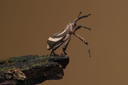 Beetle Walking on Brown Wood