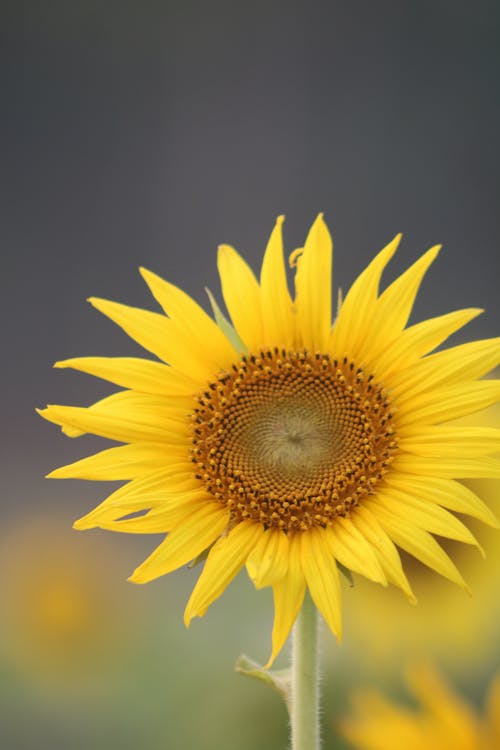 Free Sunflower on Blur Background Stock Photo