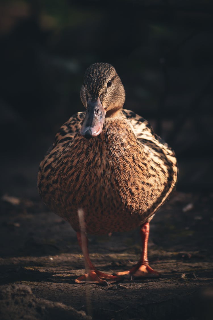 Portrait Of A Female Mallard Duck