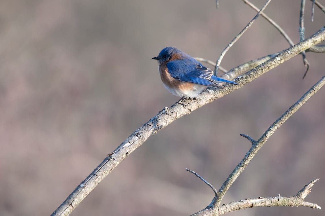 Free stock photo of bluebird