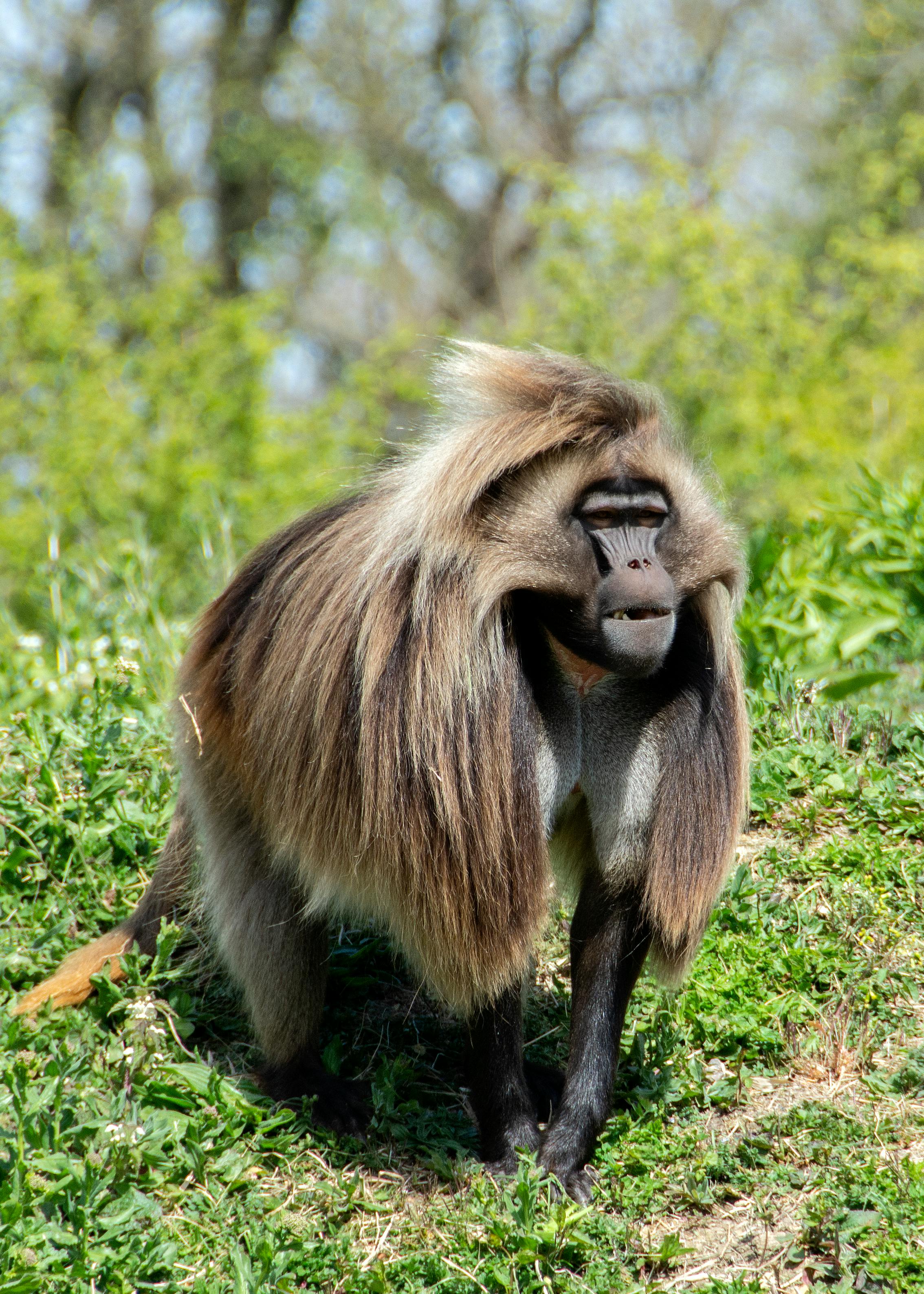 Saguinus oedipus-tamarin pinscher - a small colored monkey with long hair  Stock Photo | Adobe Stock