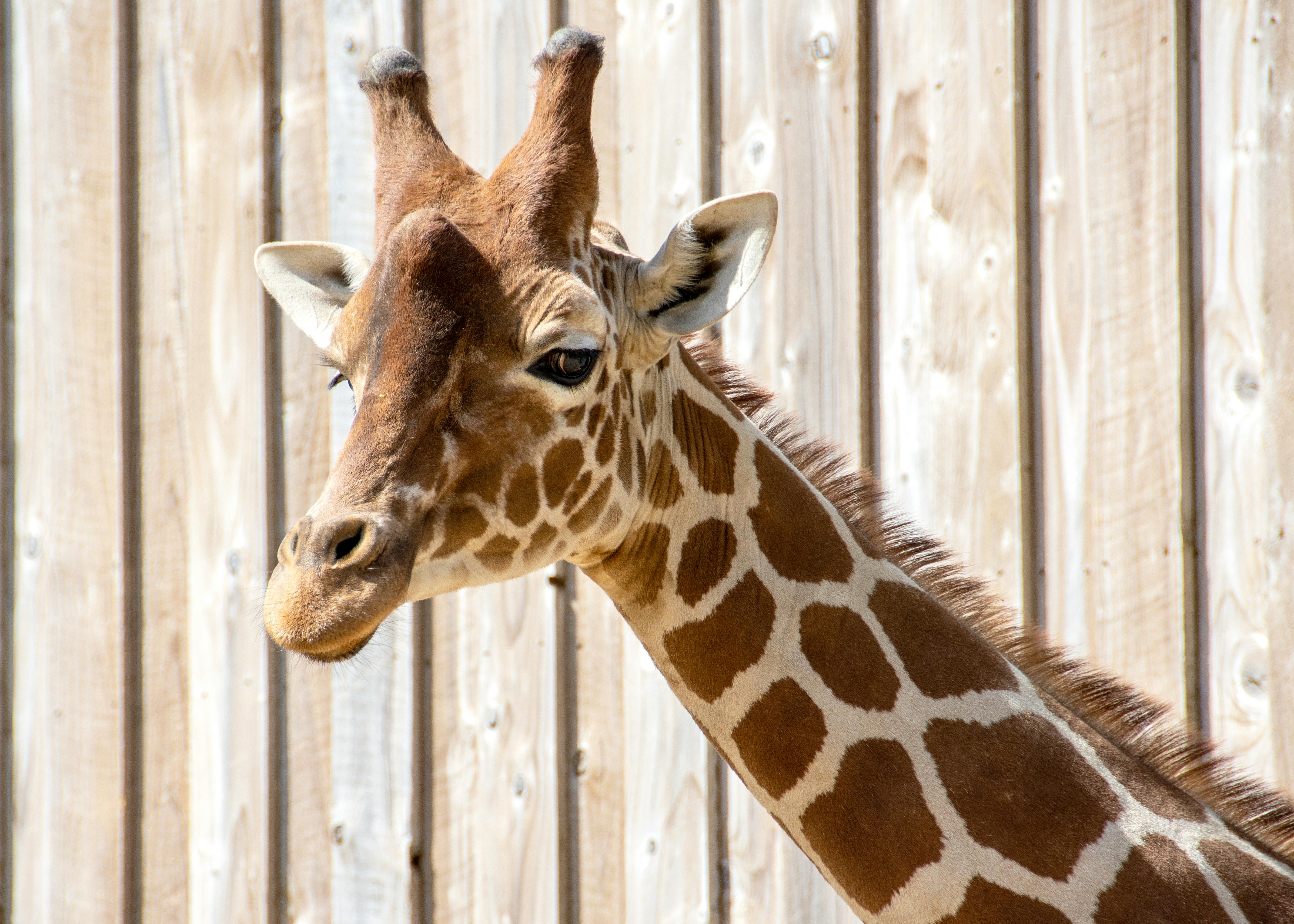 giraffe face photography