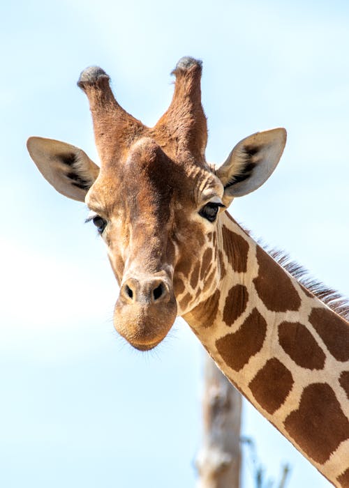 Foto profissional grátis de animais selvagens, animal, ao ar livre