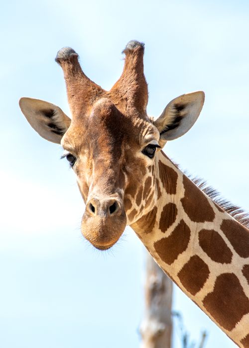 Free A detailed close-up of a giraffe's face against a clear sky, showcasing its unique features. Stock Photo