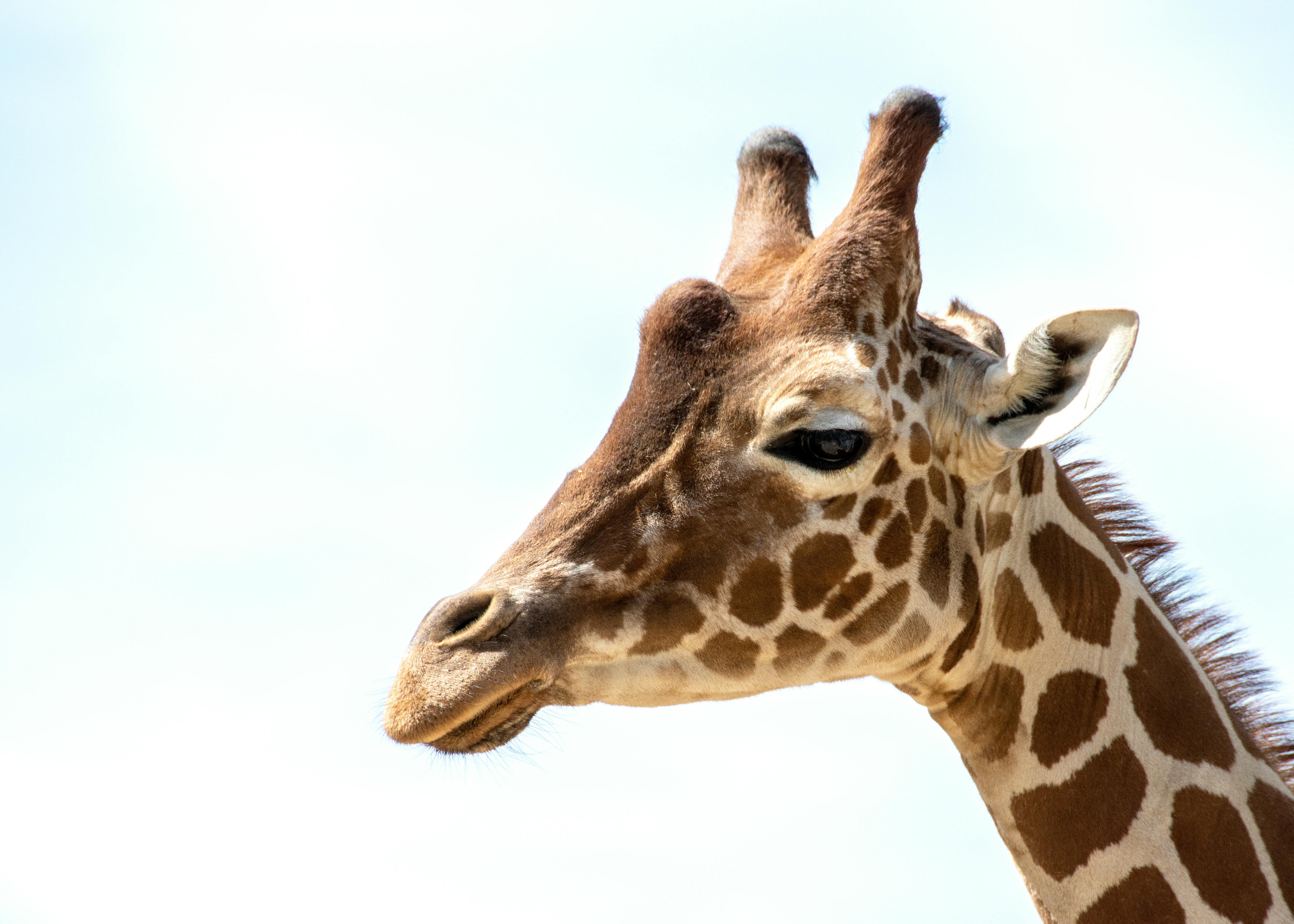 Brown Giraffe With White Background · Free Stock Photo