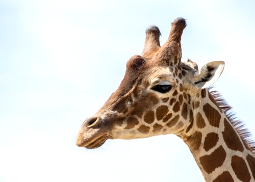 Free A detailed portrait of a giraffe, showcasing its unique markings, captured outdoors. Stock Photo