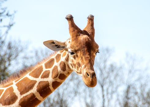 A detailed close-up of a giraffe in its natural outdoor habitat with a soft blurry background.