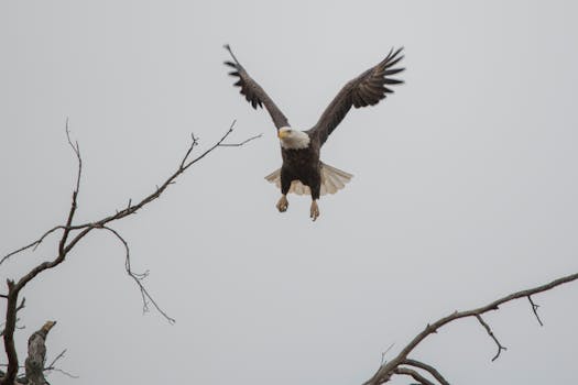 Dramatic capture of a bald eagle soaring over leafless branches in daylight.