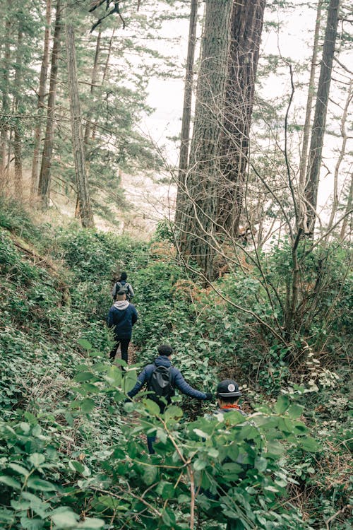 People Hiking in a Forest