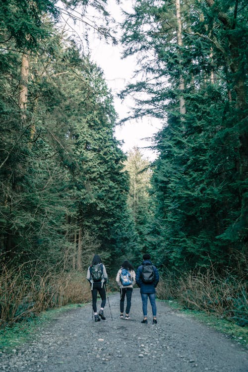 People Standing on a Forest Road