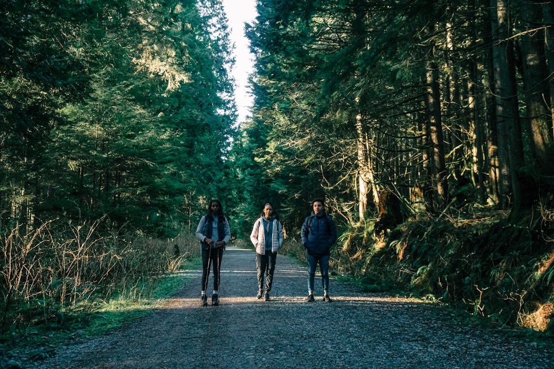 70,000+ Best Forest Road Photos · 100% Free Download · Pexels Stock Photos