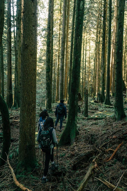 Δωρεάν στοκ φωτογραφιών με trekking, αναψυχή, Άνθρωποι