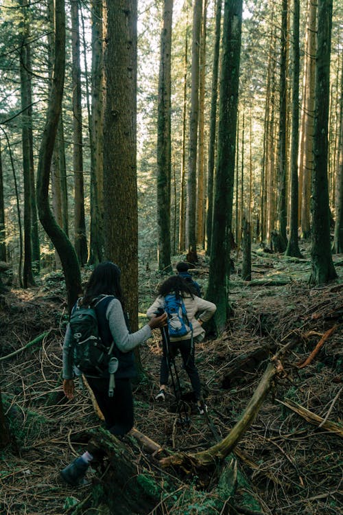 Free People Hiking in a Forest Stock Photo