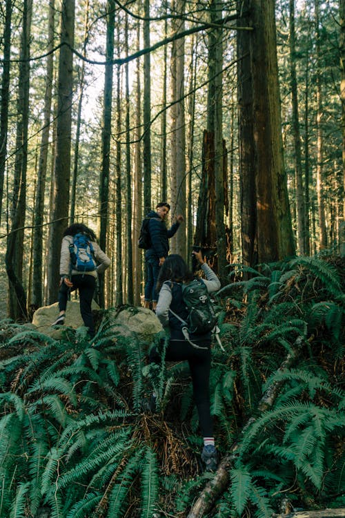 Free People Hiking in a Forest Stock Photo