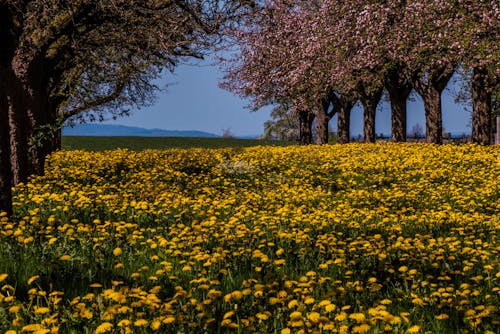 Immagine gratuita di alberi, campagna, campo