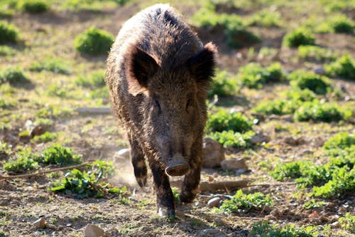 Wild Pig on the Dirt