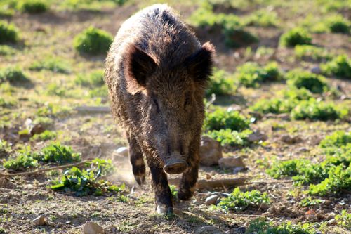 Free Close-up of a wild boar walking through a sunlit field surrounded by greenery. Stock Photo