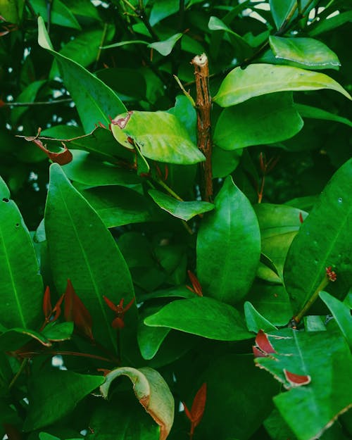 Green Leaf Plant With Brown Branch