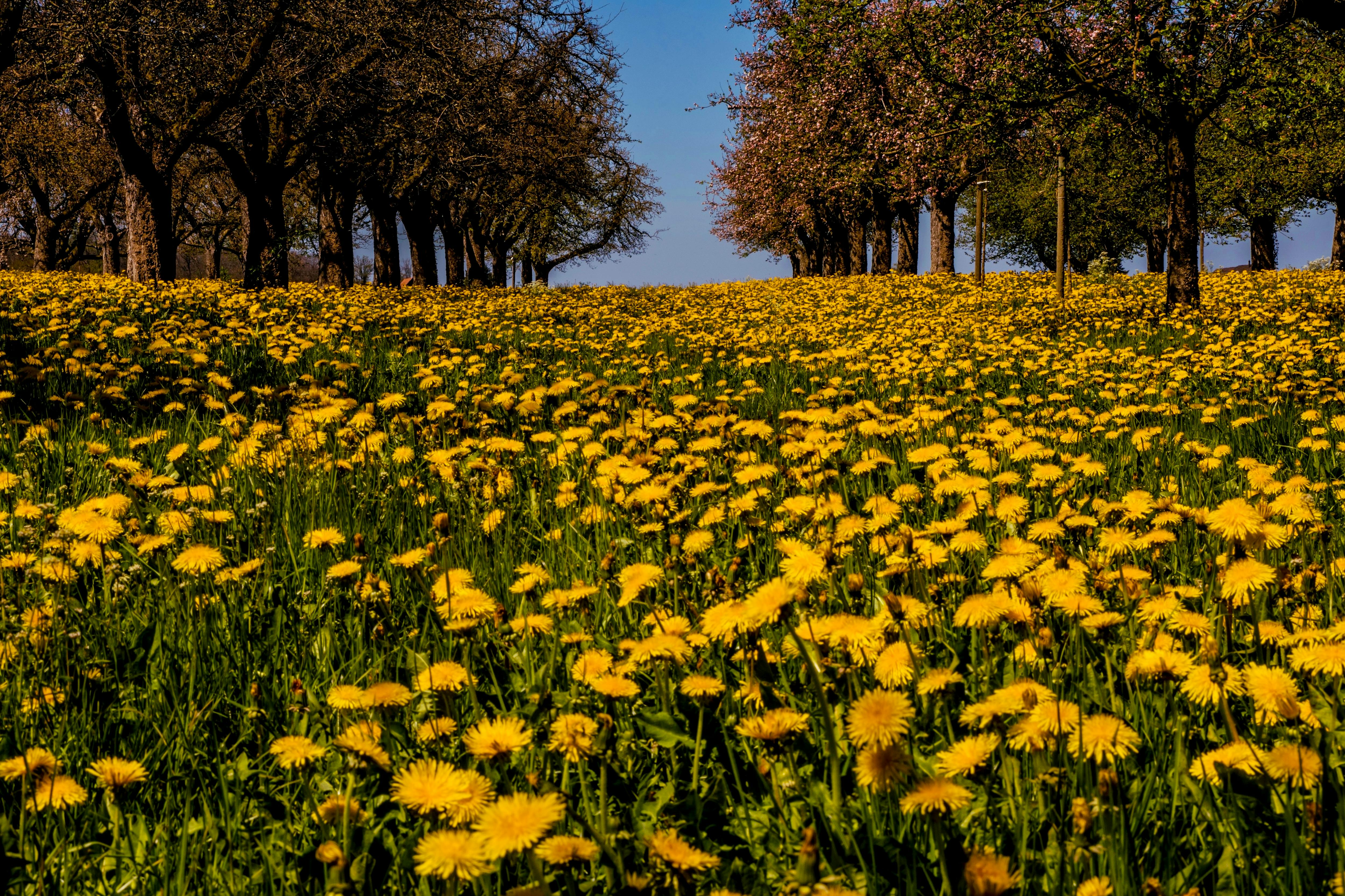 Yellow Flower Field Near Green Trees · Free Stock Photo, image size:1125x750
