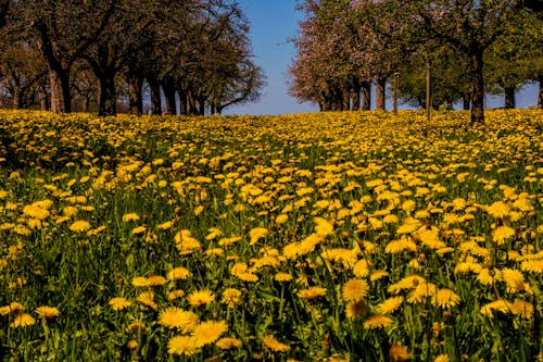 Free Yellow Flower Field Near Green Trees Stock Photo