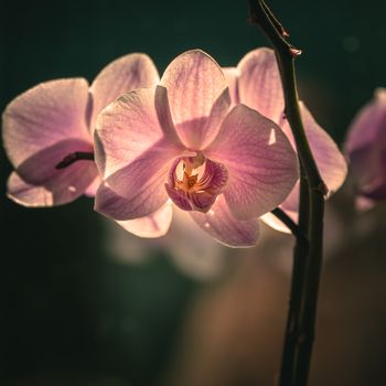 Tom Ford Black Orchid