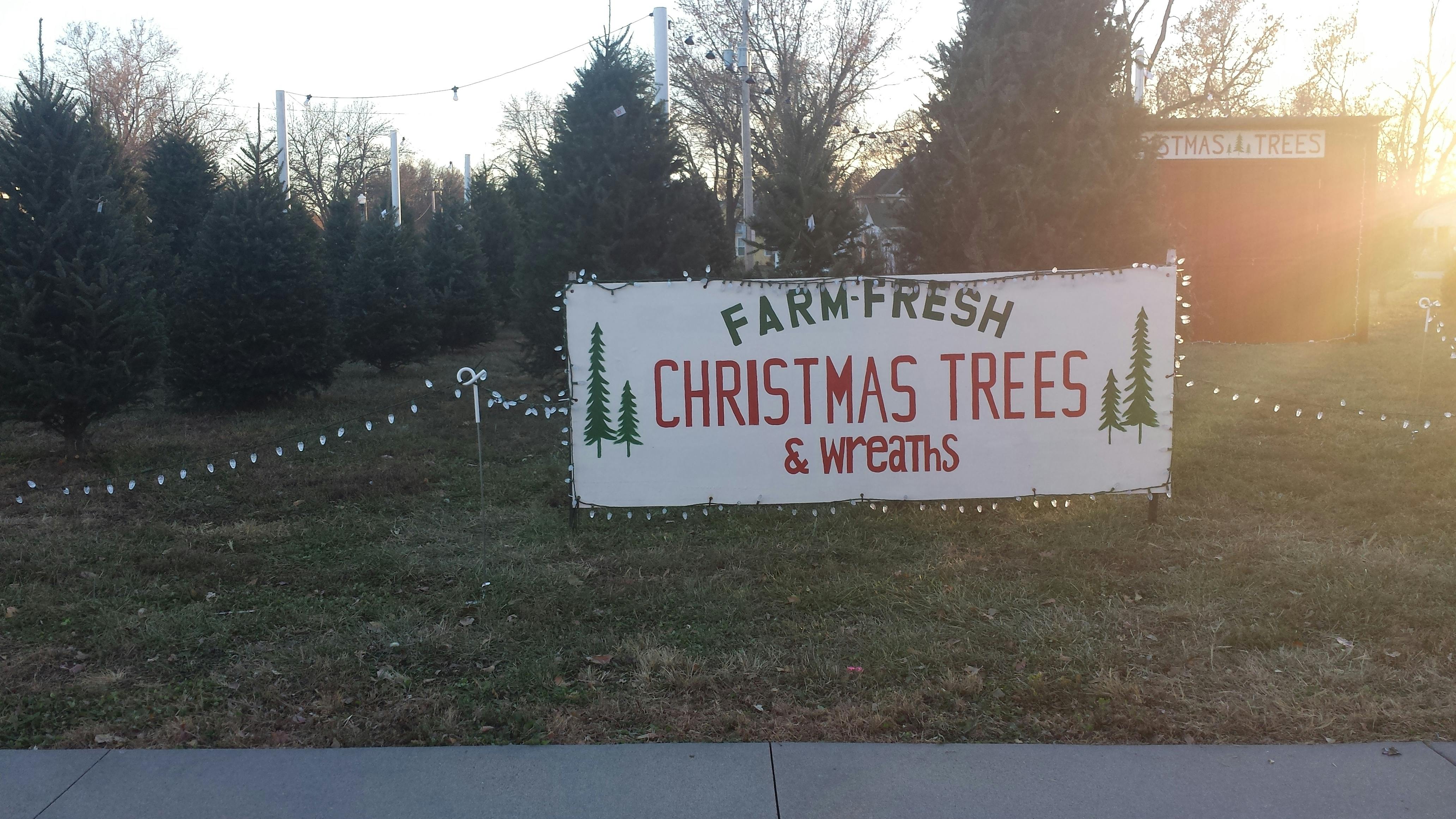 Free stock photo of christmas, christmas tree, farm