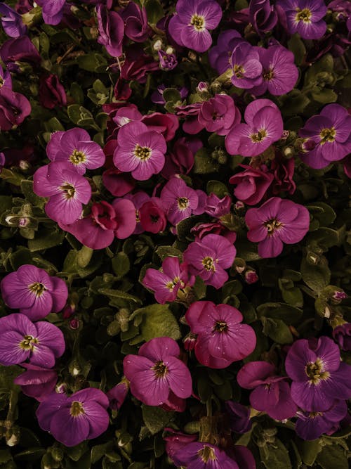 Close-Up Shot of Violet Flowers