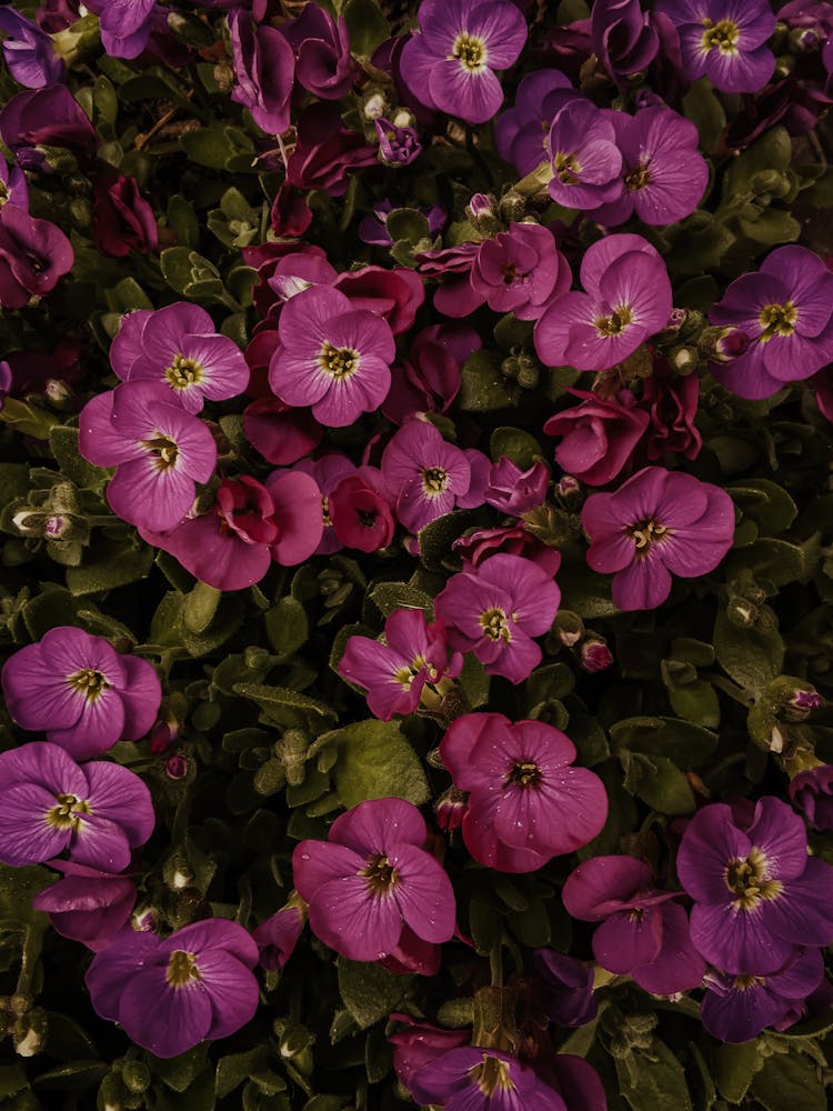 Close-Up Shot Of Violet Flowers