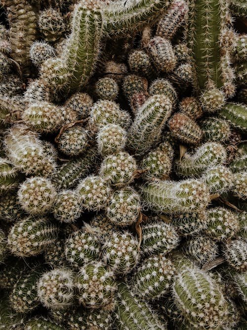 Free Green Cactus Plant Stock Photo