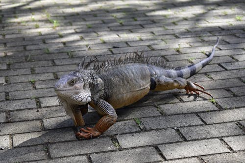 Δωρεάν στοκ φωτογραφιών με iguana, άγρια φύση, γκρο πλαν