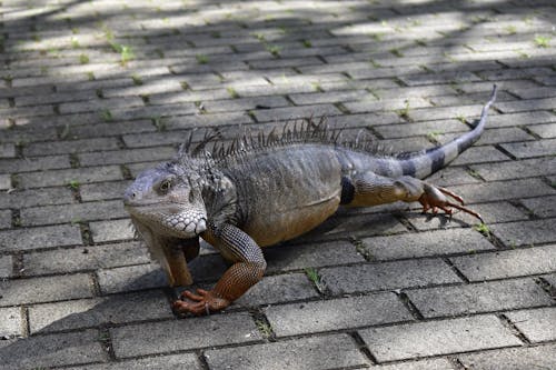 Close-Up Shot of an Iguana