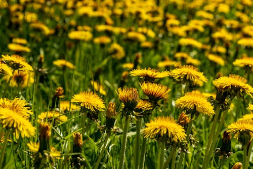 Yellow Dandelions in Boom